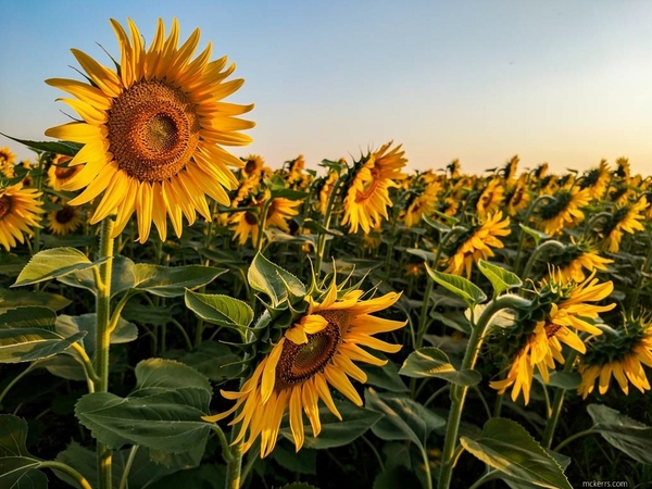Champ de tournesols