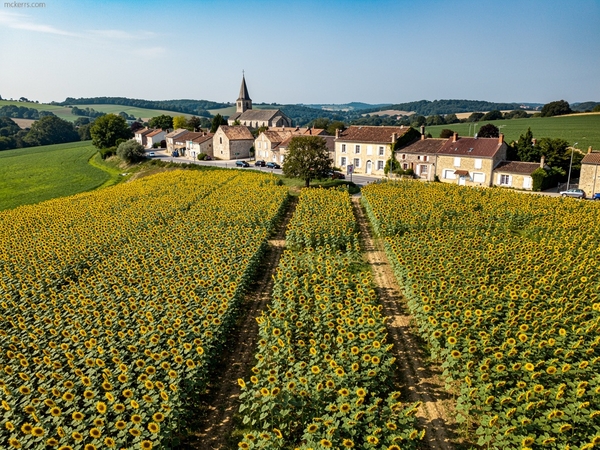 Vue aérienne d'un champ de tournesols