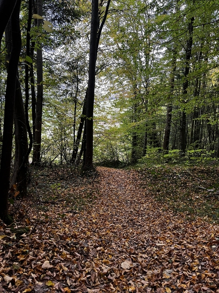 Chemin jonché de feuilles mortes (Forêt Régionale de la Roche-Guyon, Île-de-France)