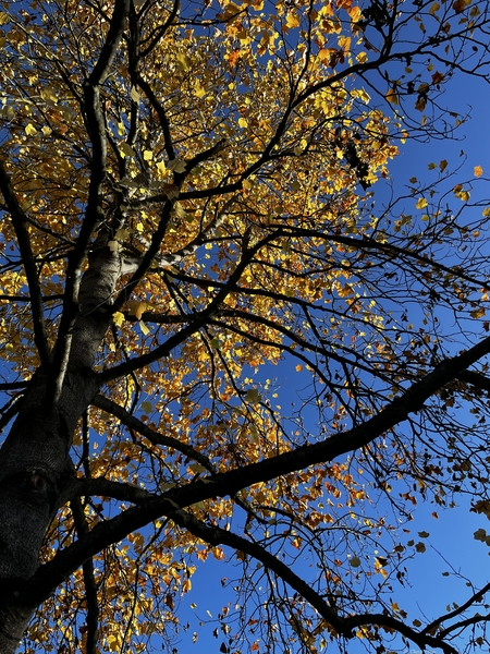 Feuilles mortes d'un Tulipier de Virginie illuminées par le soleil rasant d'automne