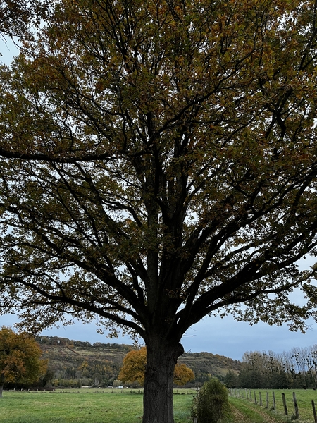 Feuilles mortes sur un chène, dans la campagne normande