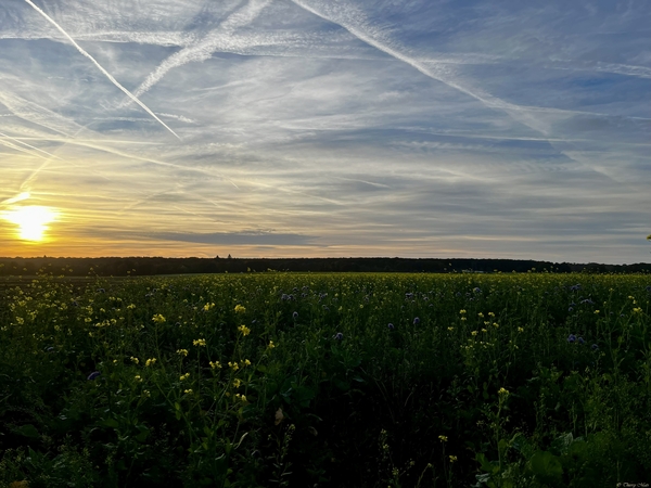 Champ de colza dans la Vallée du Four à Chaux à l'heure dorée matinale (Normandie)