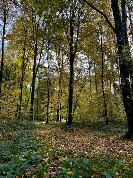 Quelque part en Forêt Domaniale de Lyons (Normandie)