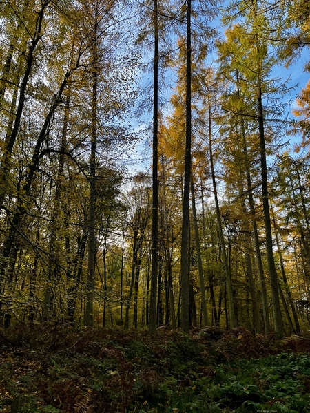 Quelque part en Forêt Domaniale de Lyons (Normandie)