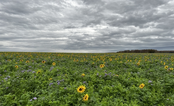 Champ de tournesol du côté de Chérence (Île-de-France)