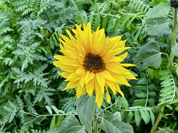 Fleur de tournesol