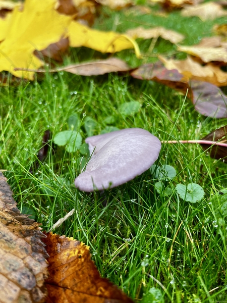 Champignon « Pied Bleu »